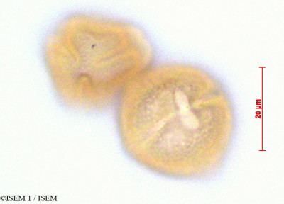 ISEM 1/Saracha_punctata_29154/Saracha_punctata_29154_0001(copy)_thumb.jpg